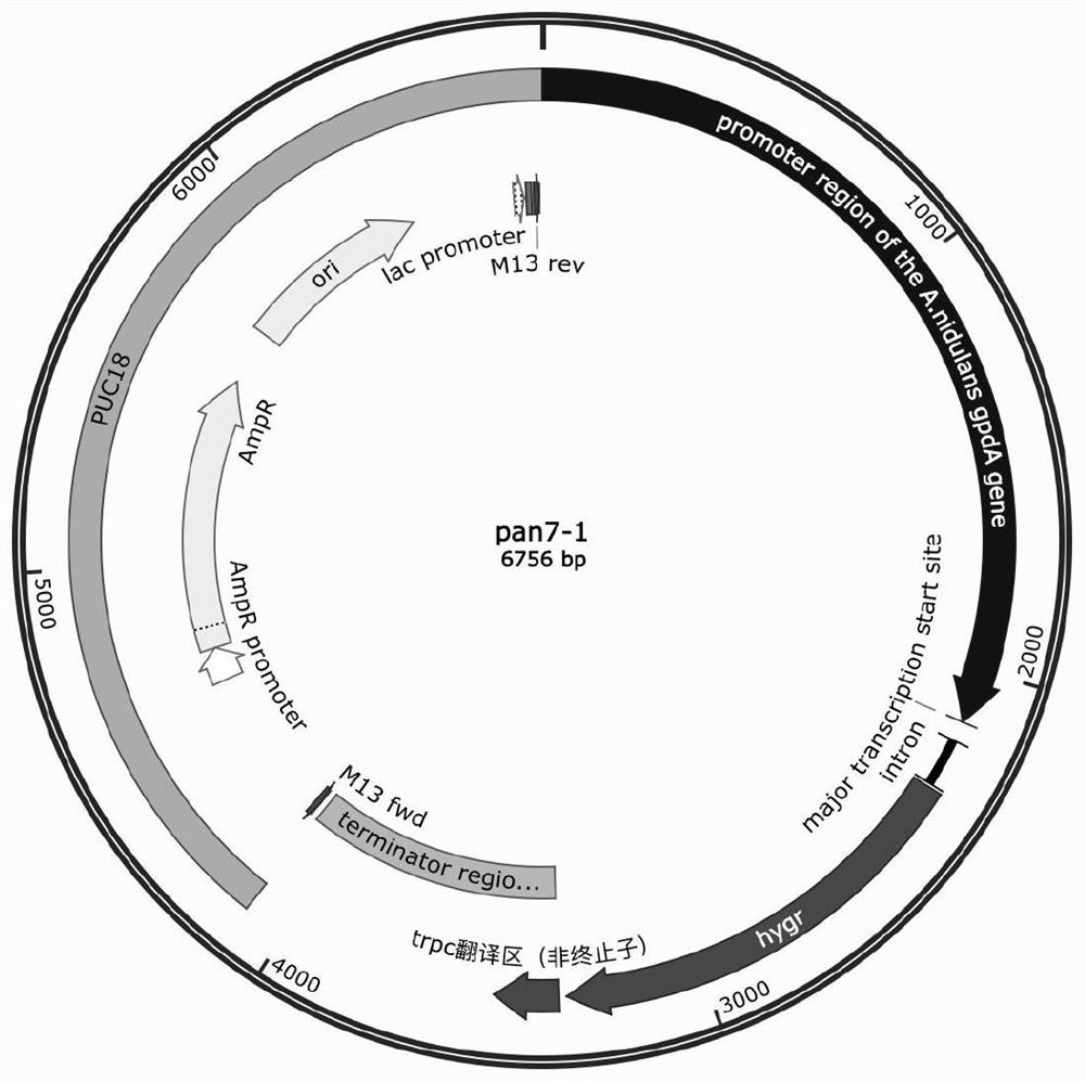 Chitin synthase transcriptional regulation gene MedA inactivated aspergillus niger genetically engineered bacterium and application thereof