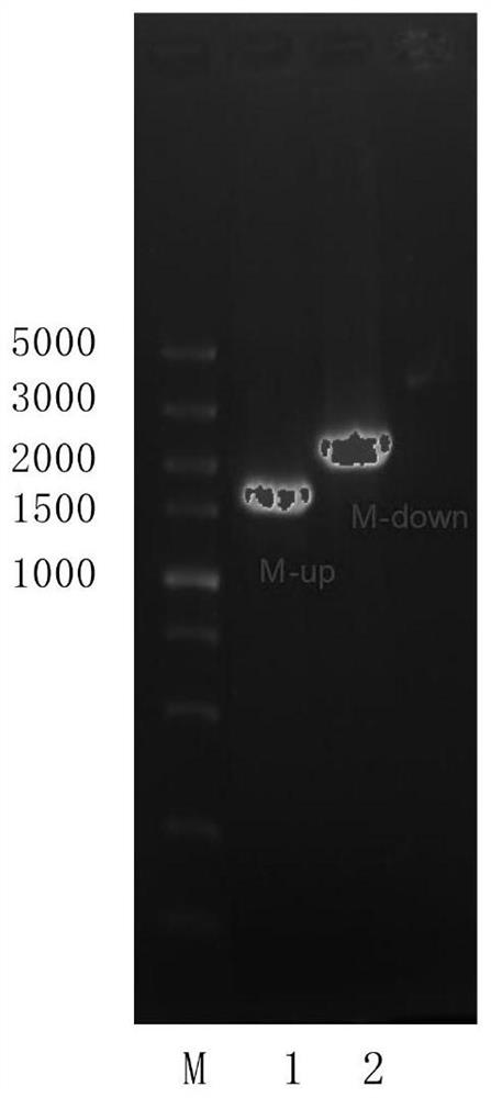 Chitin synthase transcriptional regulation gene MedA inactivated aspergillus niger genetically engineered bacterium and application thereof