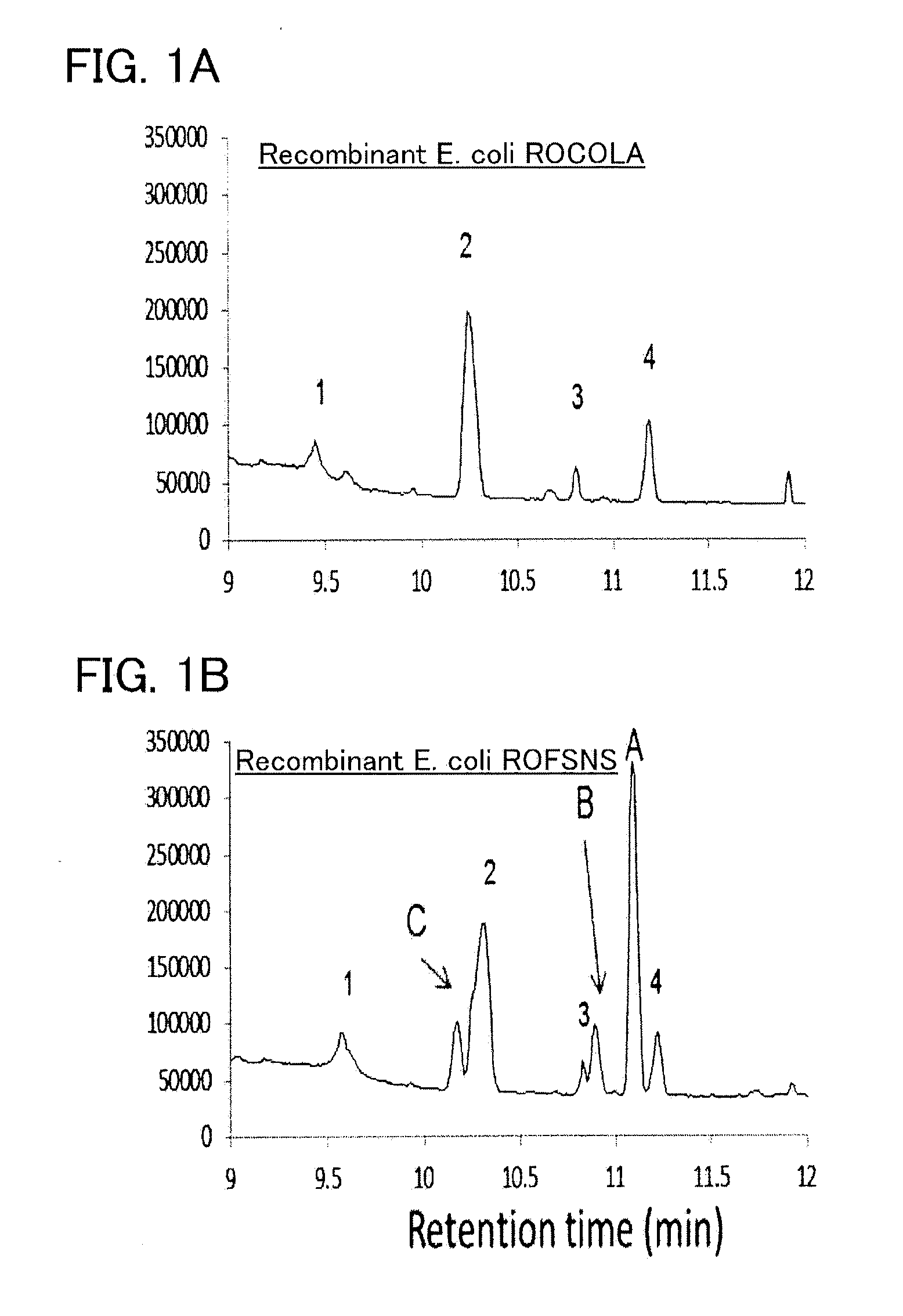 Recombinant cell, and method for producing beta-phellandrene