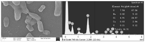 Method for removing uranium in enriched ryegrass degradation raffinate by microorganisms under anaerobic condition