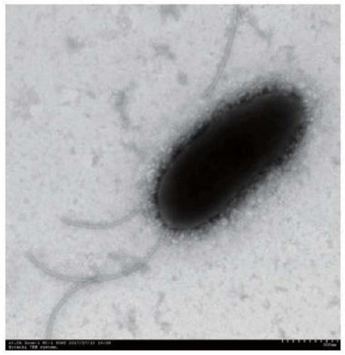 A microbial quorum sensing signal molecule degrading bacteria and its application in disease control