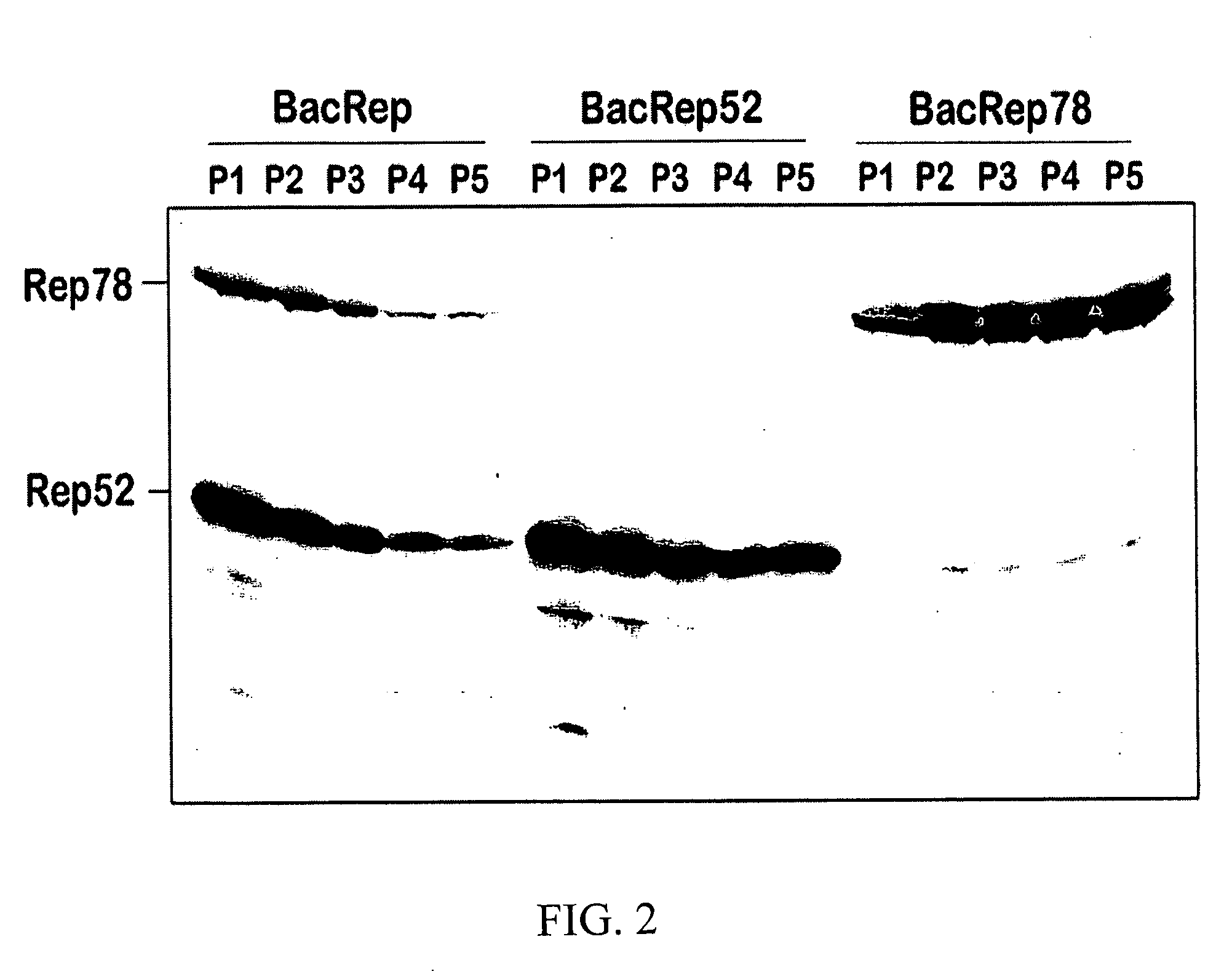Modified baculovirus expression system for production of pseudotyped rAAV vector
