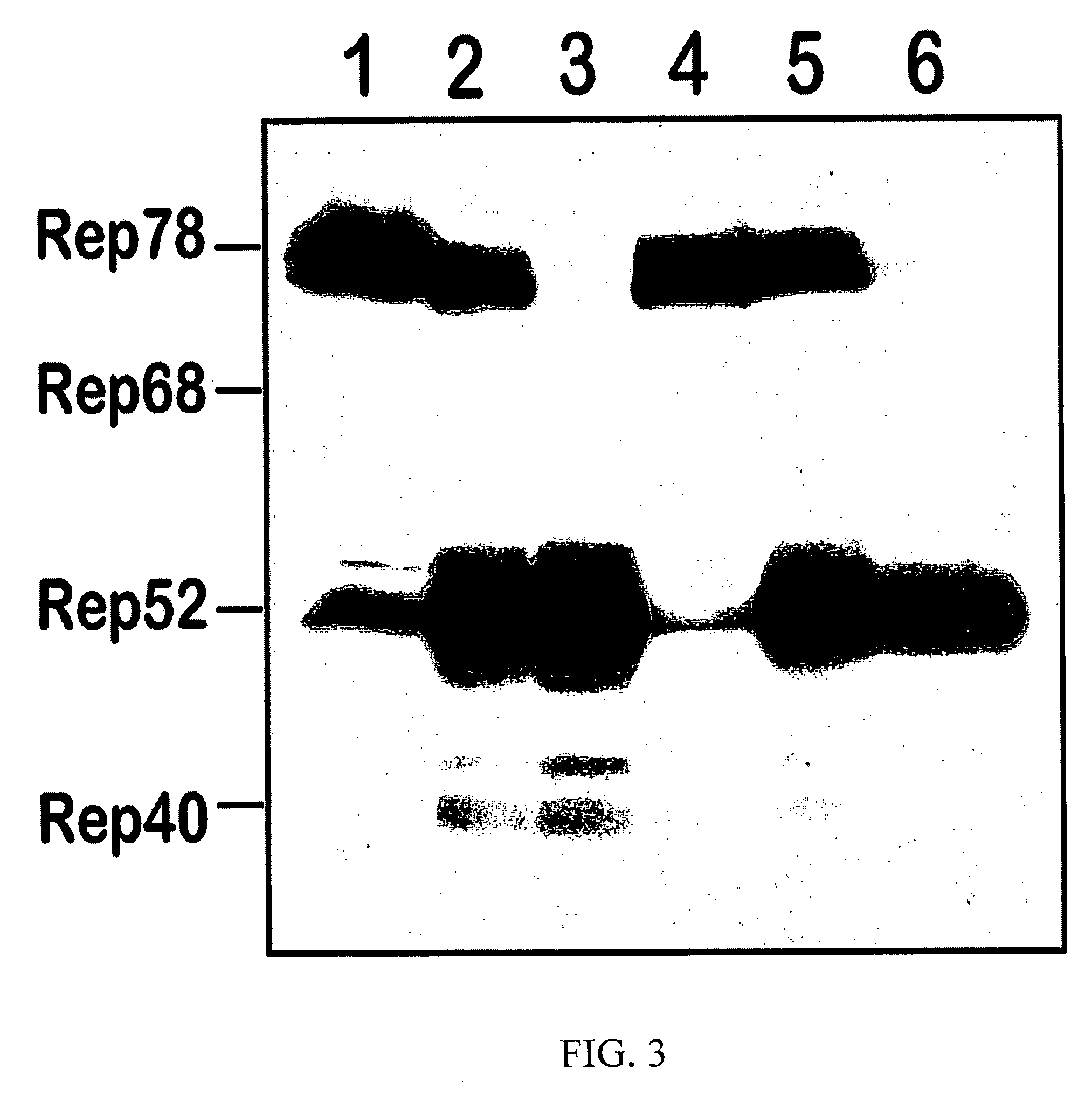 Modified baculovirus expression system for production of pseudotyped rAAV vector