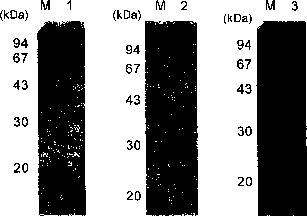 Recombinant fusion protein of fibroin and RGD, and its biological synthesis method