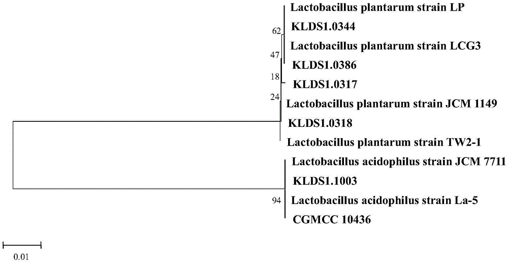 Lactobacillus acidophilus and application thereof