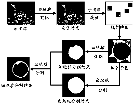 Blood leukocyte segmentation method based on adaptive histogram threshold value and contour detection