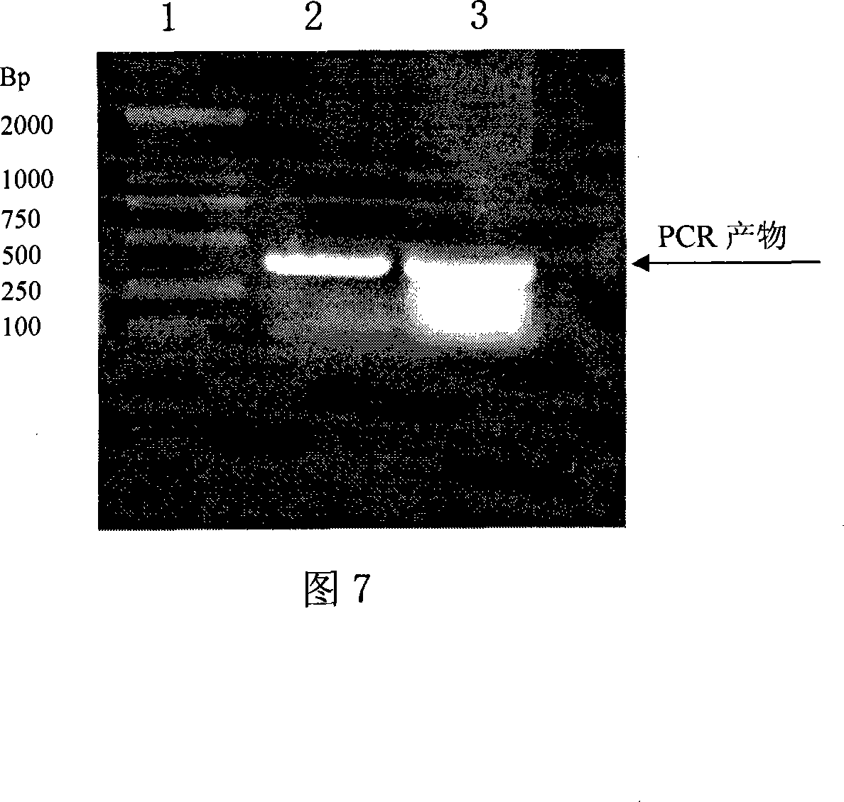 Monoclonal antibody for resisting bovine prion protein and application thereof