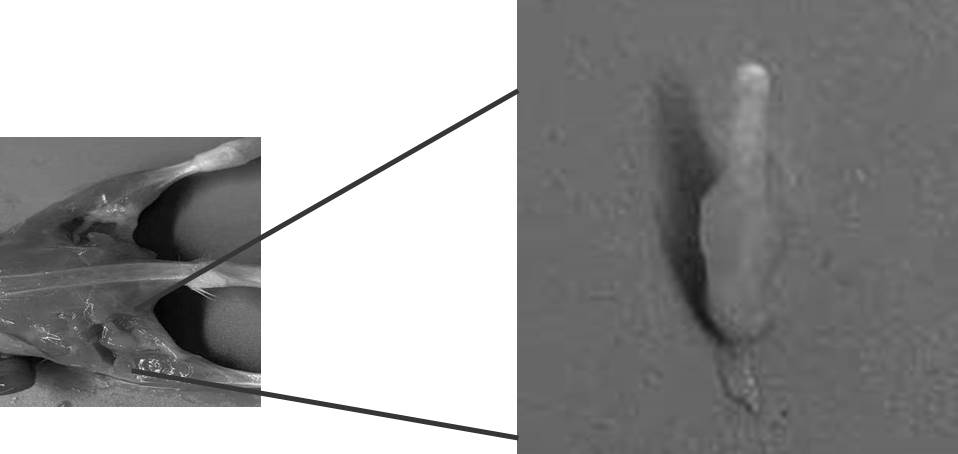 Animal model of breast cancer invading nerves and inducing pain and preparation method of animal model