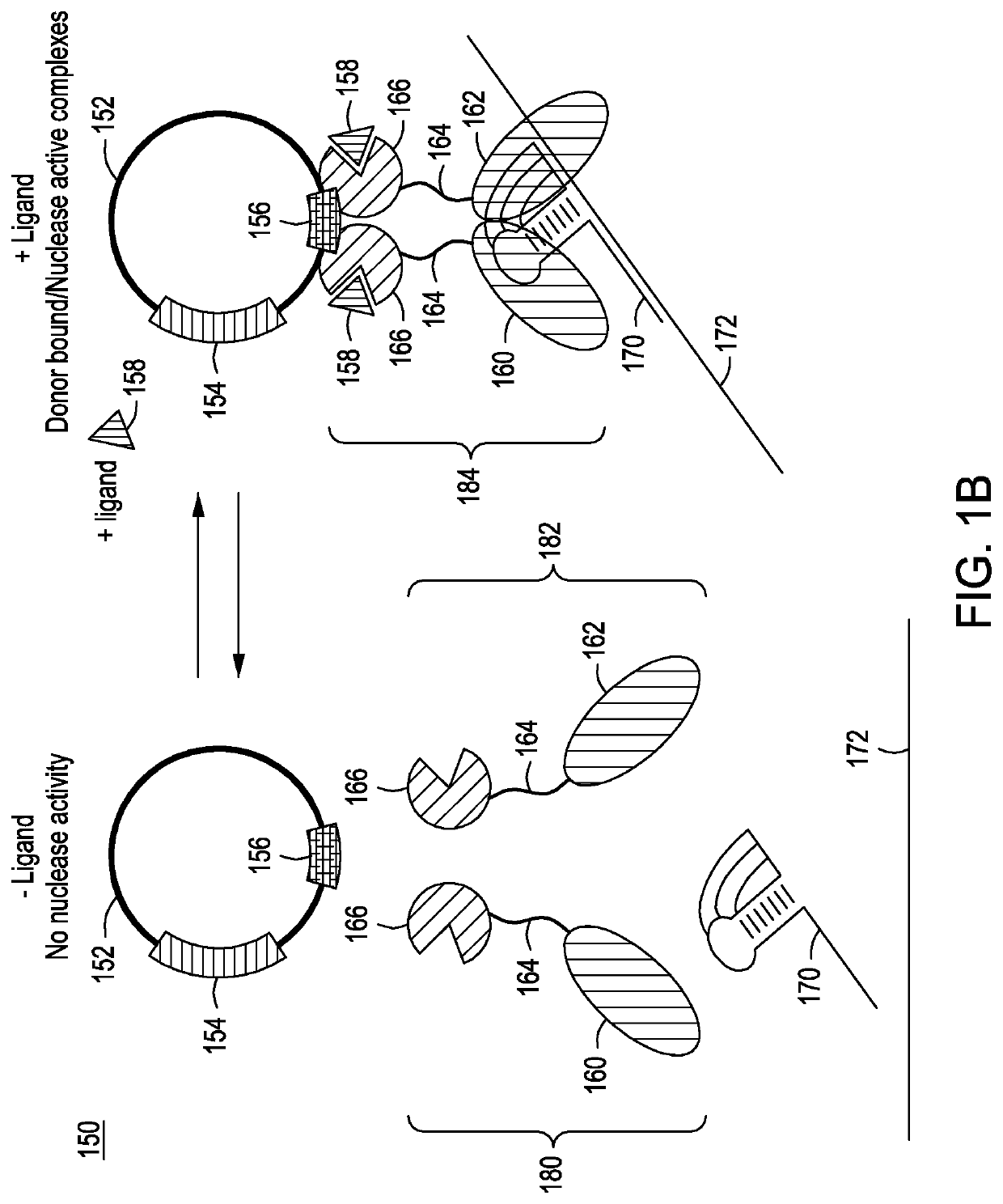 Split crispr nuclease tethering system