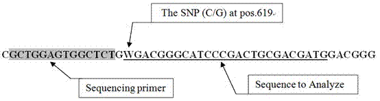 Typing method of resistance for resisting subgroup A avian leukosis virus by quality chicken