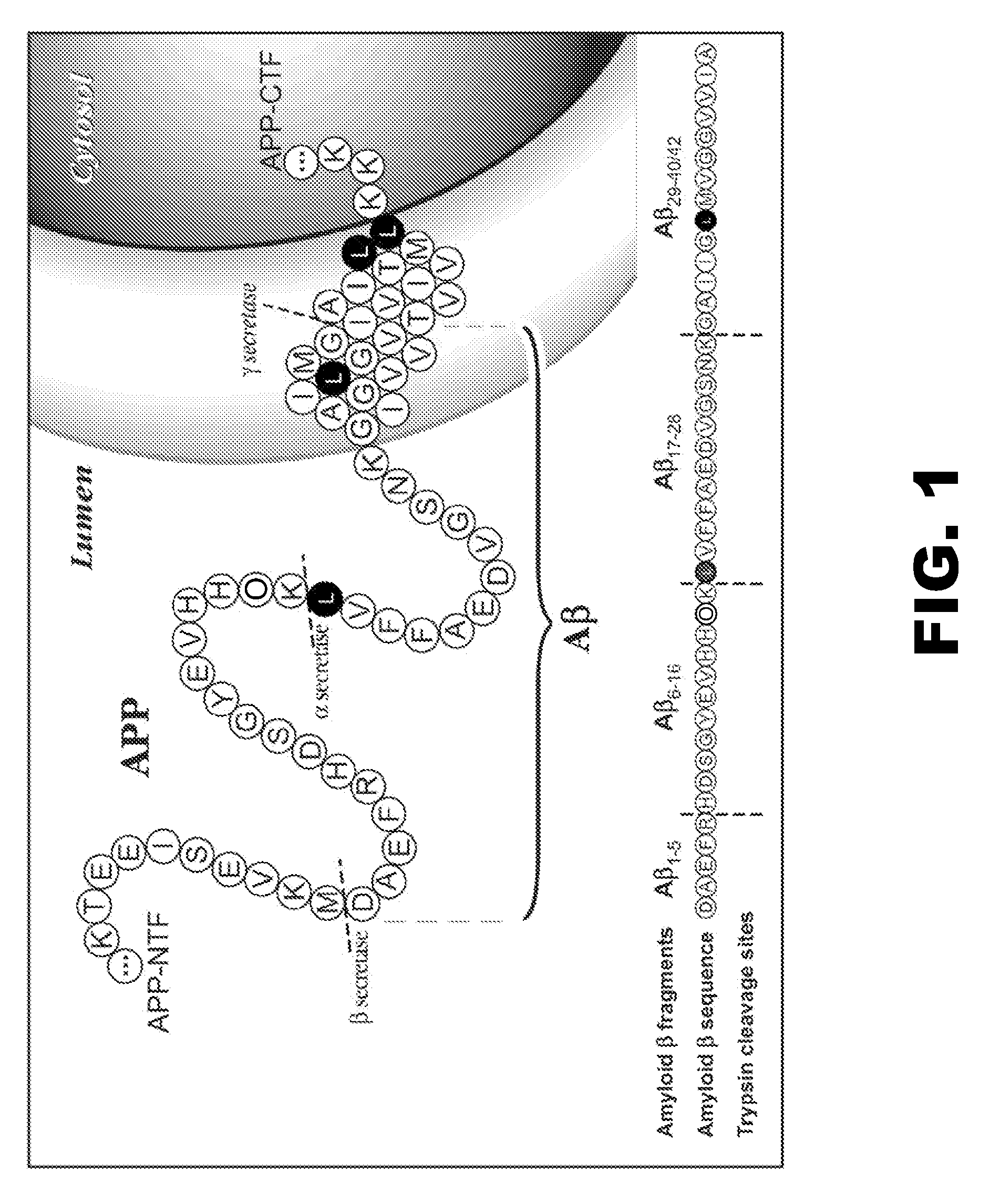 Methods for measuring the metabolism of CNS derived biomolecules in vivo