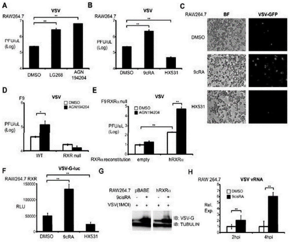 Method for inhibiting cellular expression of Ifn[beta], Isg15, Gbp-1, Oas2, Irf7, Isg20 and Ifn4