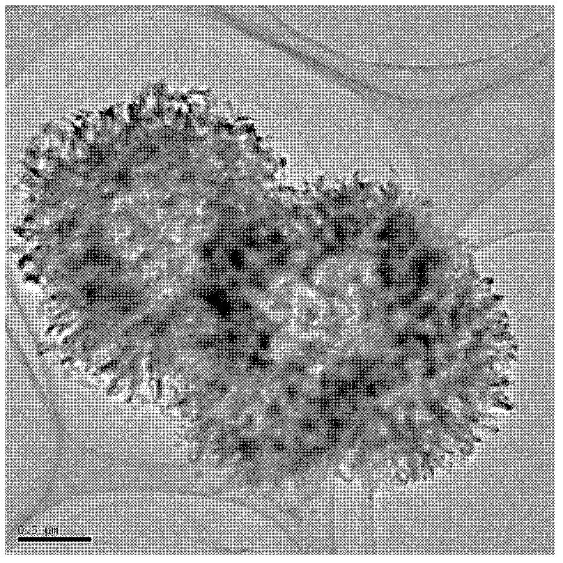 Preparation method of magnesium borate microspheres doped with europium red fluorescent powder with flower-like structure