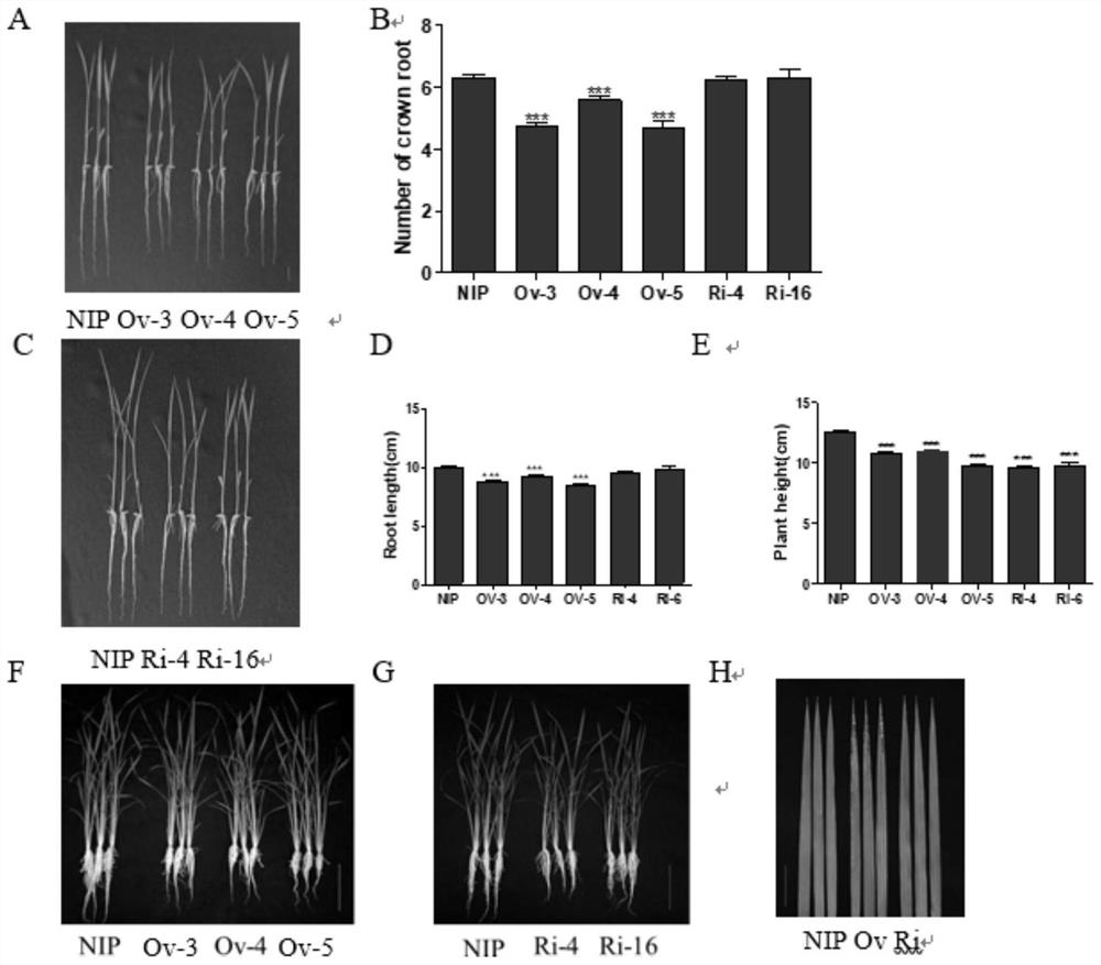 Application of protein phosphatase OsPP74 in improvement of phosphorus absorption of rice