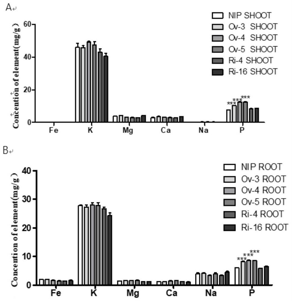 Application of protein phosphatase OsPP74 in improvement of phosphorus absorption of rice