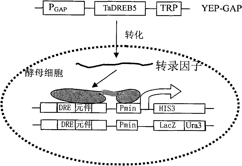Plant stress-tolerance-associated protein TaDREB3A and coding gene and application thereof