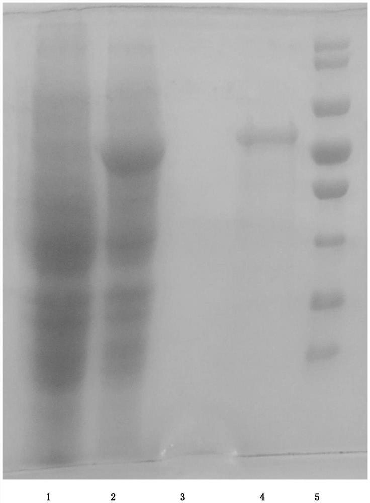 Mycobacterium tuberculosis inclusion body protein renaturation method and special renaturation buffer solution thereof