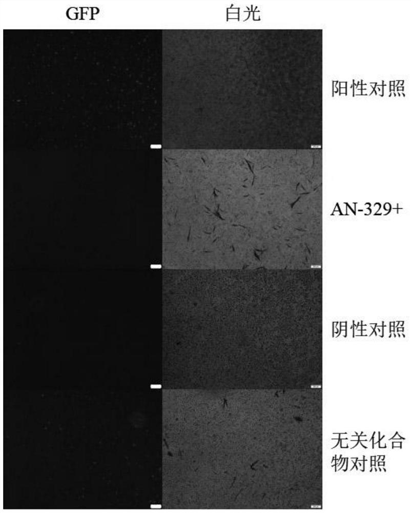 Application of compound AN-329 for inhibiting releasing and diffusing of hantavirus