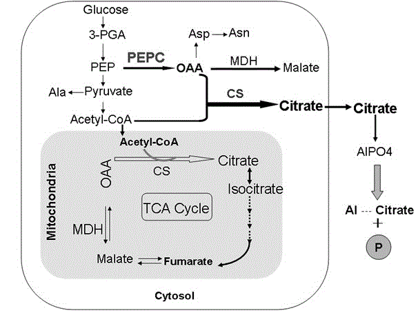 A carrier and construction method for improving plant aluminum tolerance