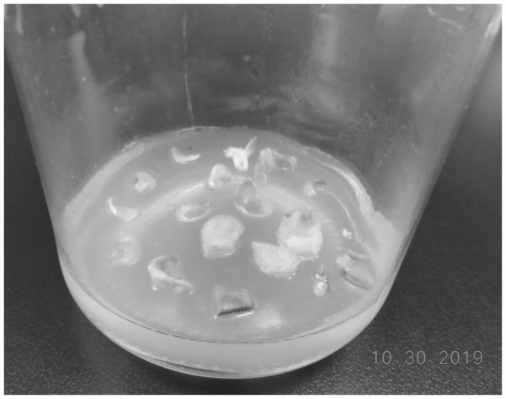 Industrialized tissue culture and rapid propagation method for astragalus membranaceus