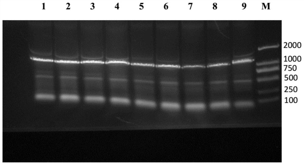 A kind of malate dehydrogenase pbmdh and its coding sequence and application