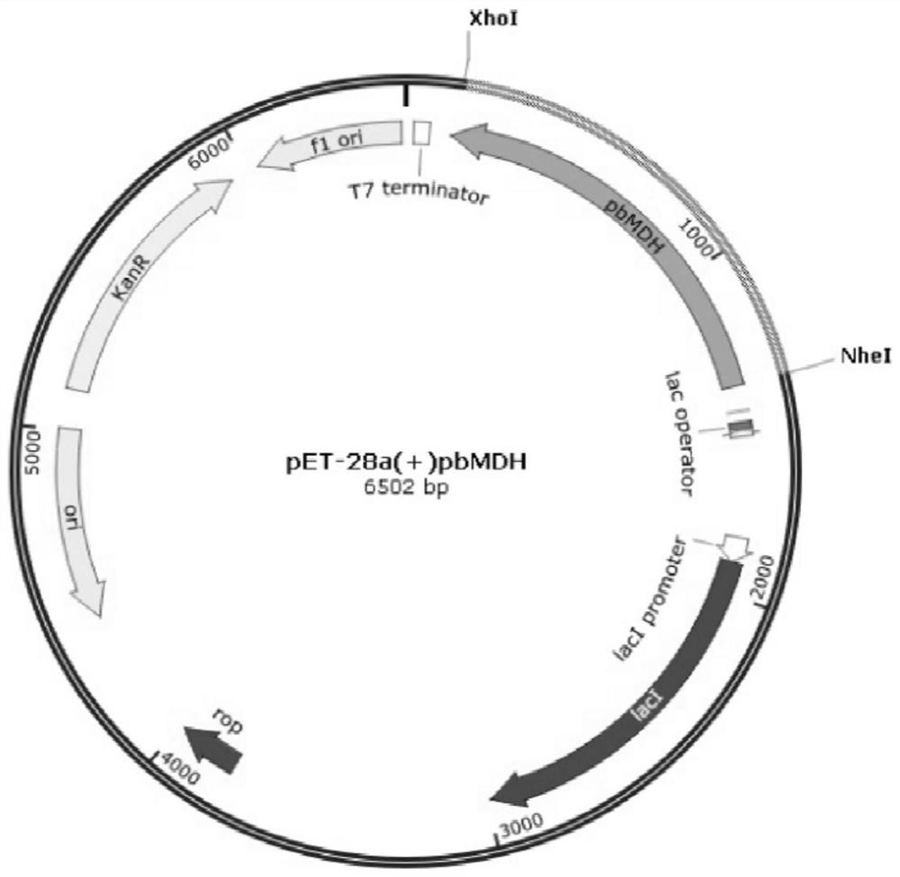 A kind of malate dehydrogenase pbmdh and its coding sequence and application