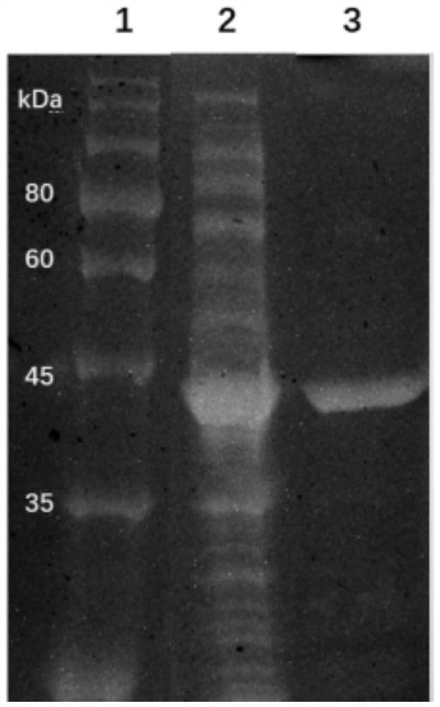 A kind of malate dehydrogenase pbmdh and its coding sequence and application