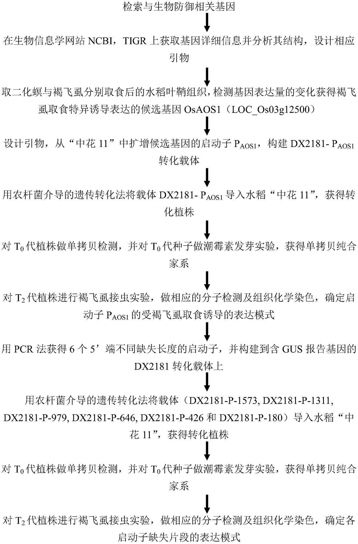 Rice brown planthopper harming inducible promoter and application thereof