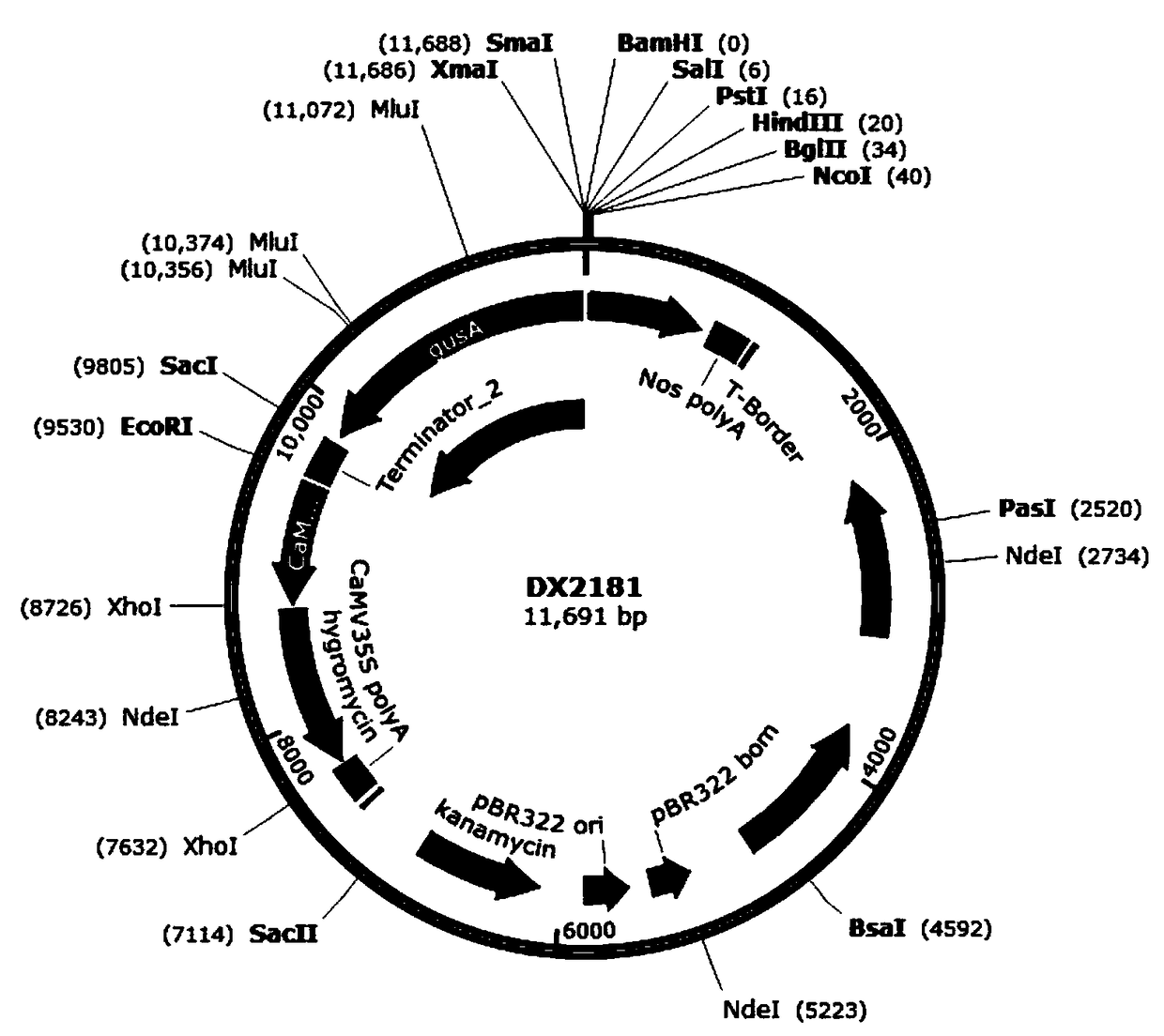 Rice brown planthopper harming inducible promoter and application thereof