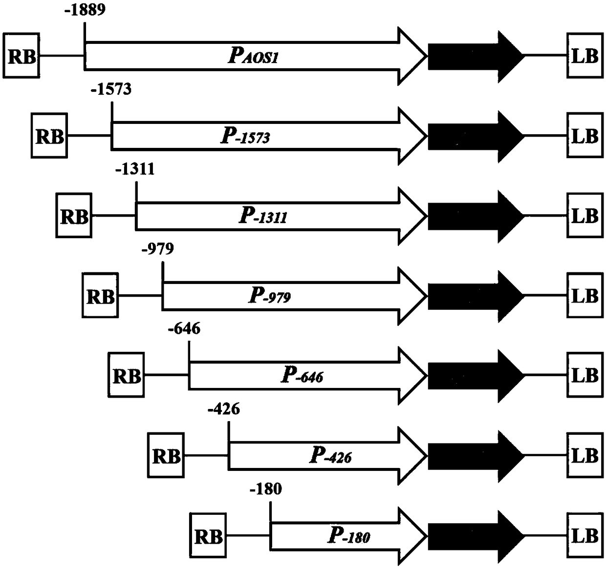 Rice brown planthopper harming inducible promoter and application thereof