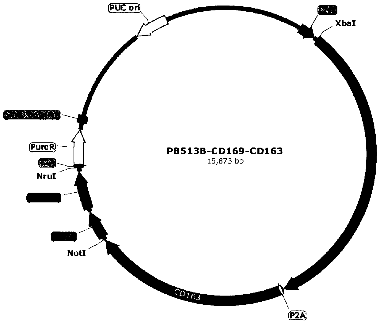 Suspension Marc145 cell line for expressing porcine CD163 and CD169 molecules