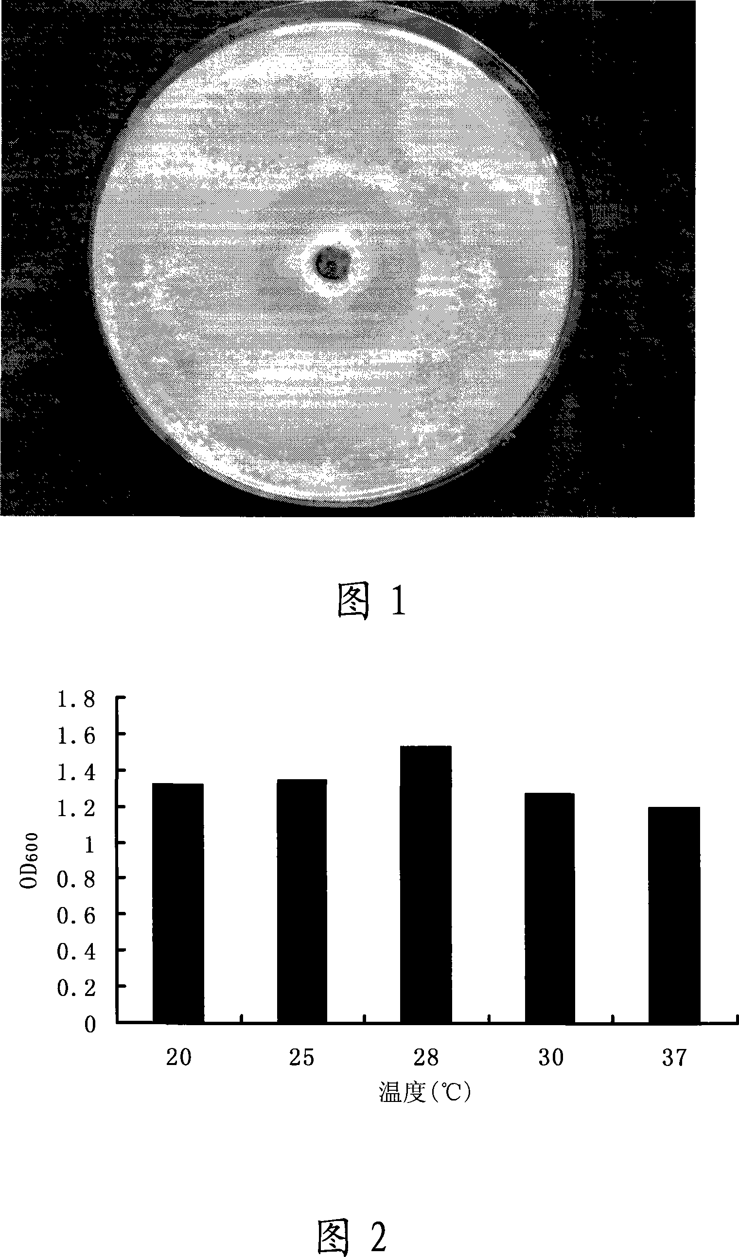 Strain for preventing and curing muskmelon bacteroidal spot disease and application thereof in field disease prevention