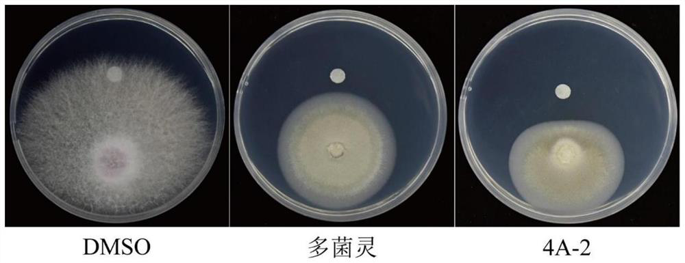 Synthesis of azacytanthrin derivative and application of azacytanthrin derivative in bactericide for preventing and treating phytopathogen bacteria and fungi and plant virus-resistant preparation
