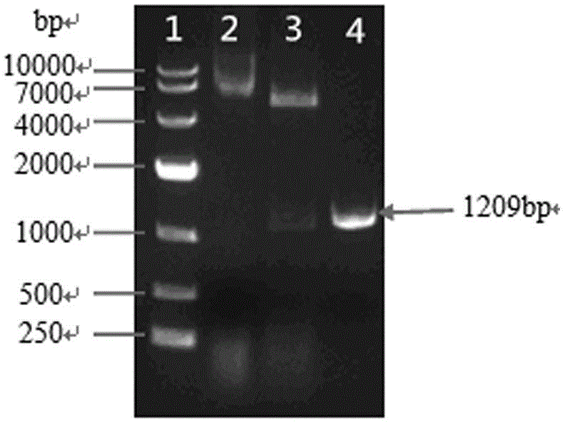 Method of screening 1-deoxyxylulose-5-phosphate racemase inhibitor from marine microorganism fermentation broth