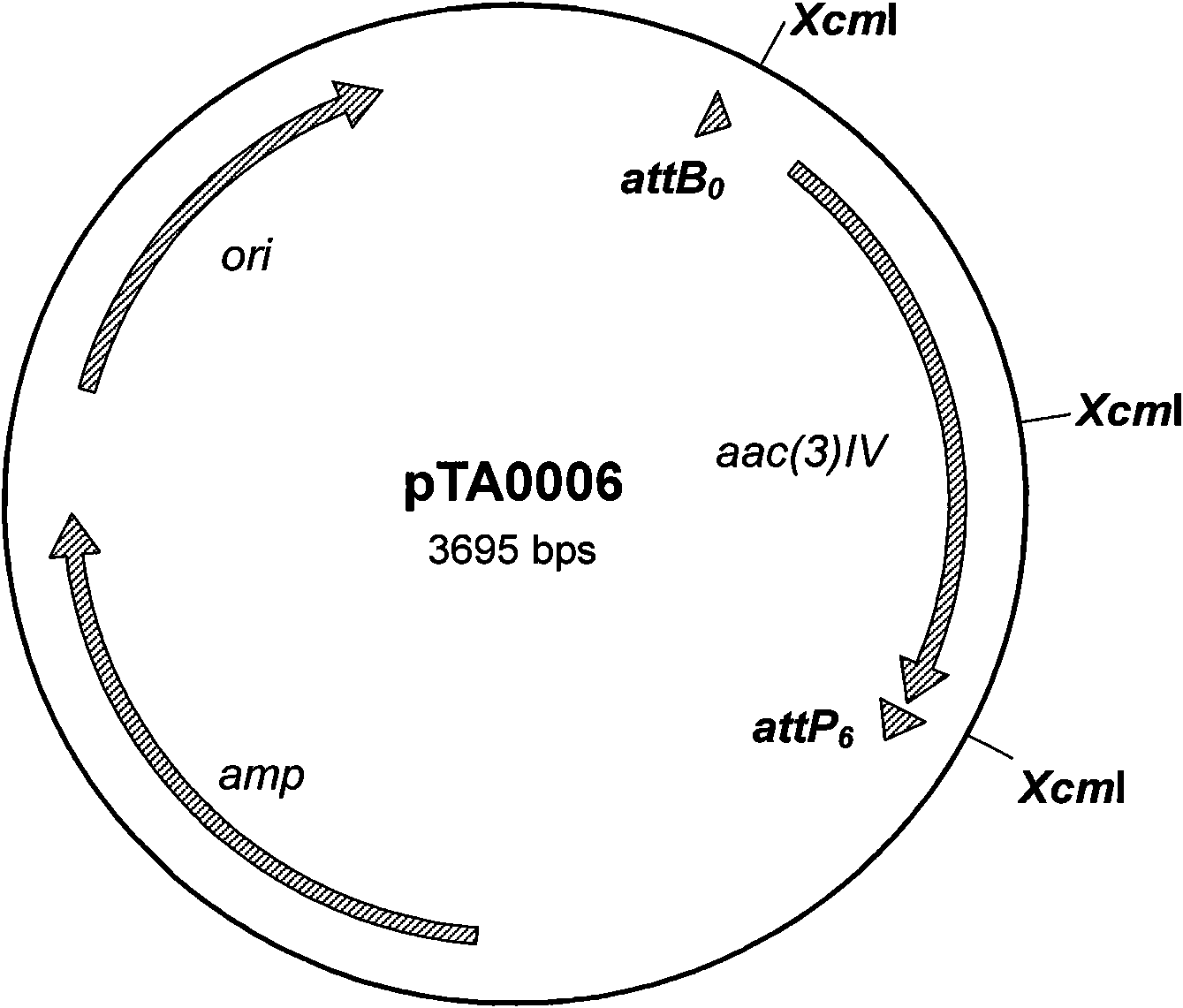 Method for quickly constructing gene targeting vector based on site specificity recombination