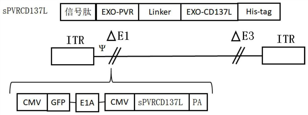 Method for preparing novel oncolytic virus EM/VSV-G Ad5sPVRCD137L