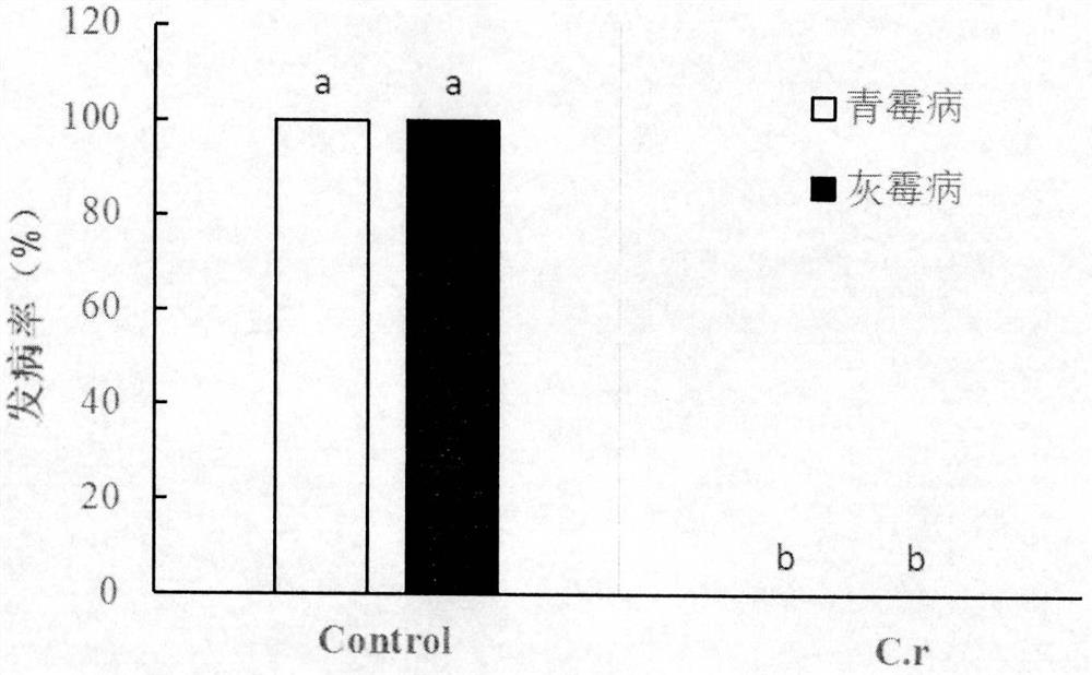 Application of a strain of Candida in the control of postharvest diseases of fruits