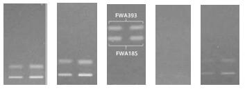 A method for rapid screening of fluorescent whitening agents in rice noodle products by high performance thin layer chromatography-mass spectrometry