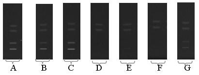 A method for rapid screening of fluorescent whitening agents in rice noodle products by high performance thin layer chromatography-mass spectrometry