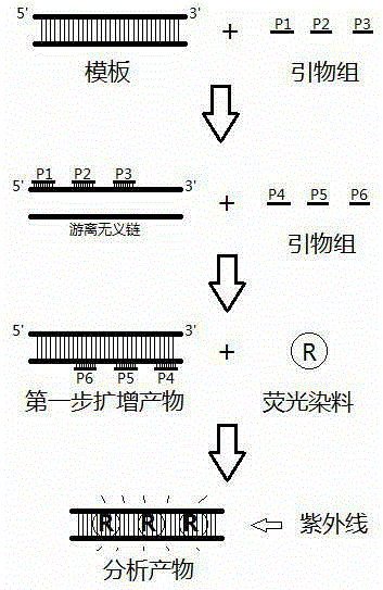 Detection method for detecting difference of nucleic acid fragments