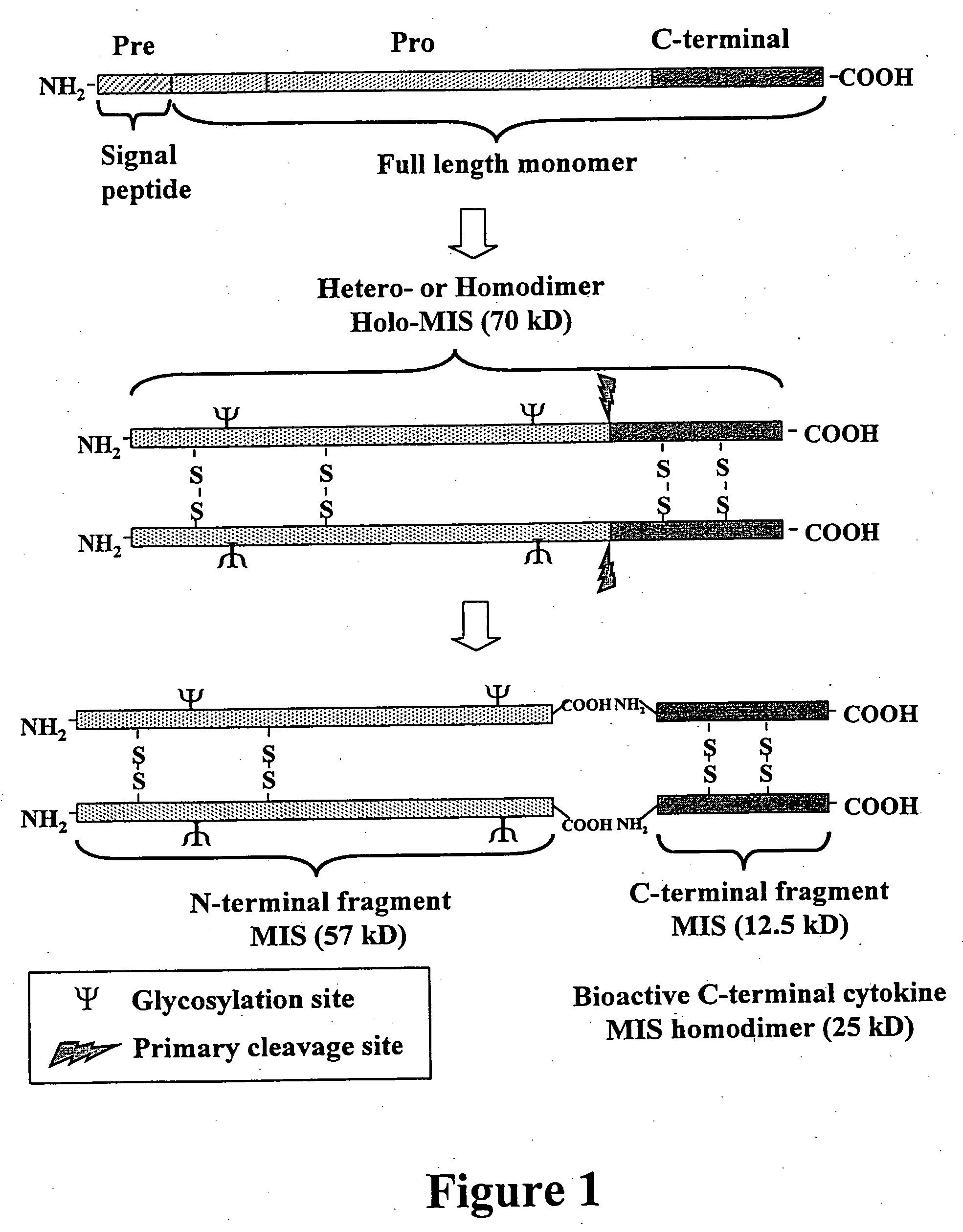 Gene expression and production of TGF-beta proteins including bioactive mullerian inhibiting substance from plants
