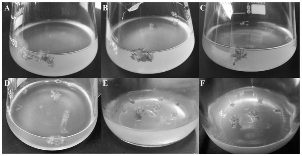 Dendrobium officinale instantaneous conversion method