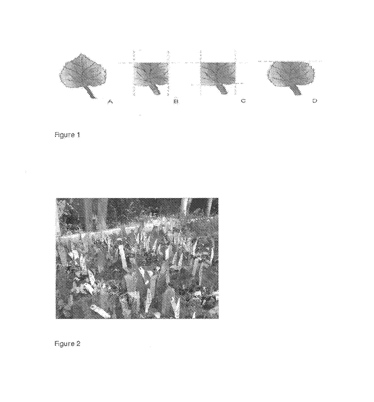 Method for propagation of poplar tree from leaf cuttings