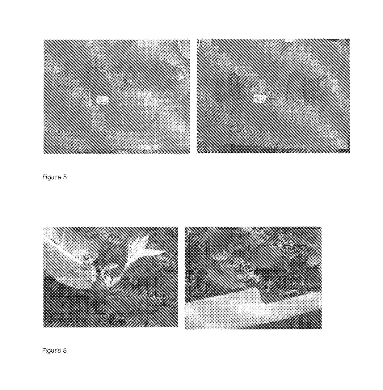 Method for propagation of poplar tree from leaf cuttings