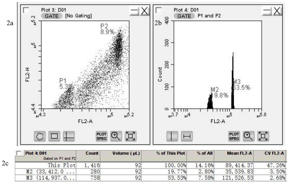 A method for rapidly identifying the genome size of sweet potato and its application