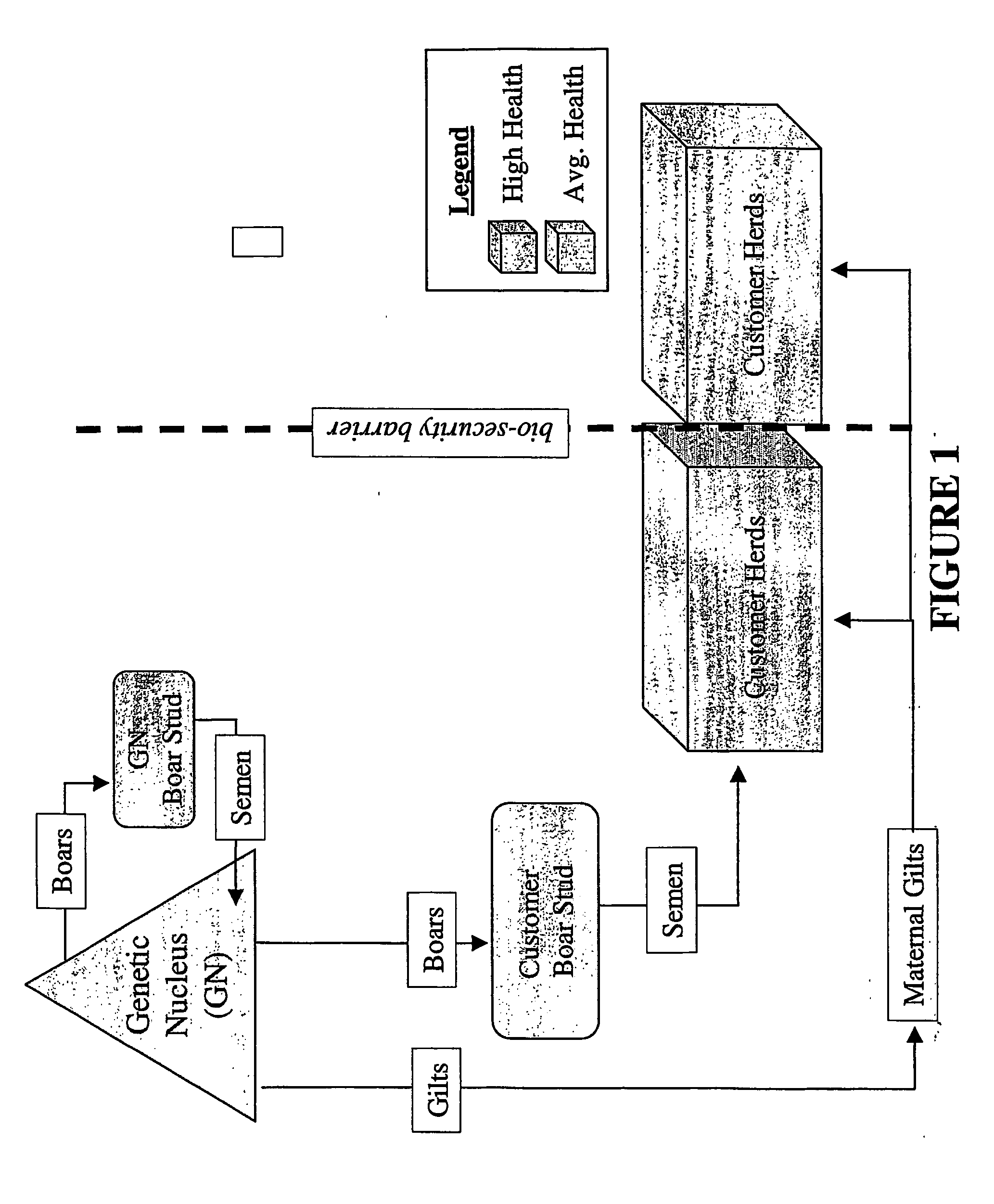 Method for Genetic Improvement of Terminal Boars