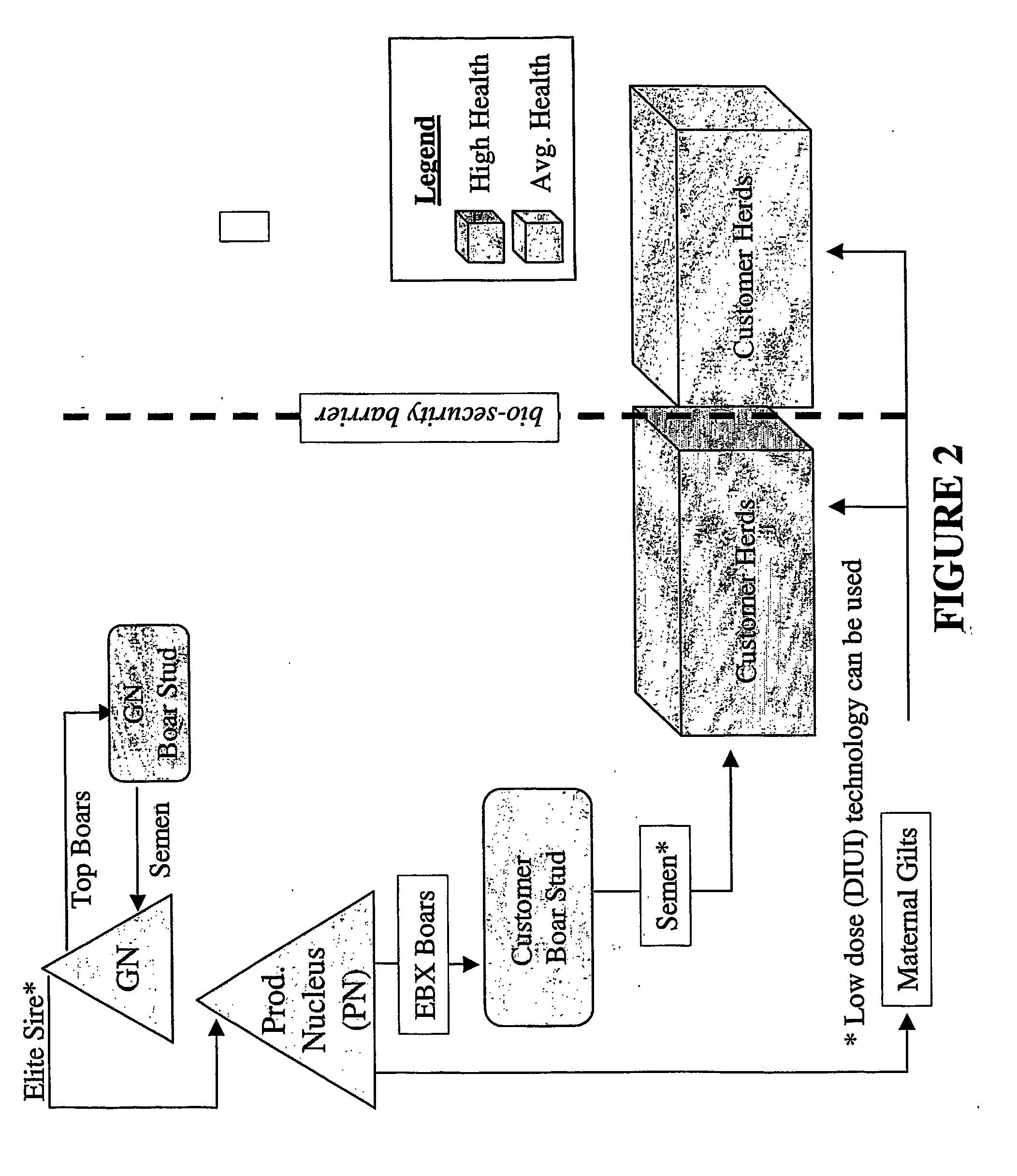 Method for Genetic Improvement of Terminal Boars