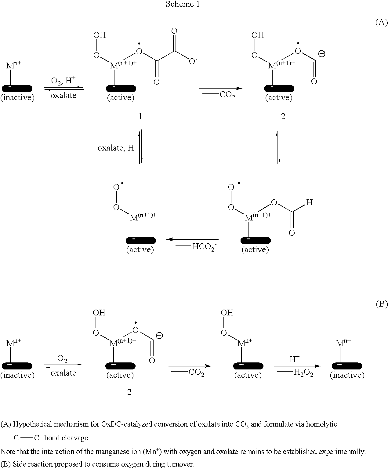 Polynucleotides encoding oxalate decarboxylase from Aspergillus niger and methods of use