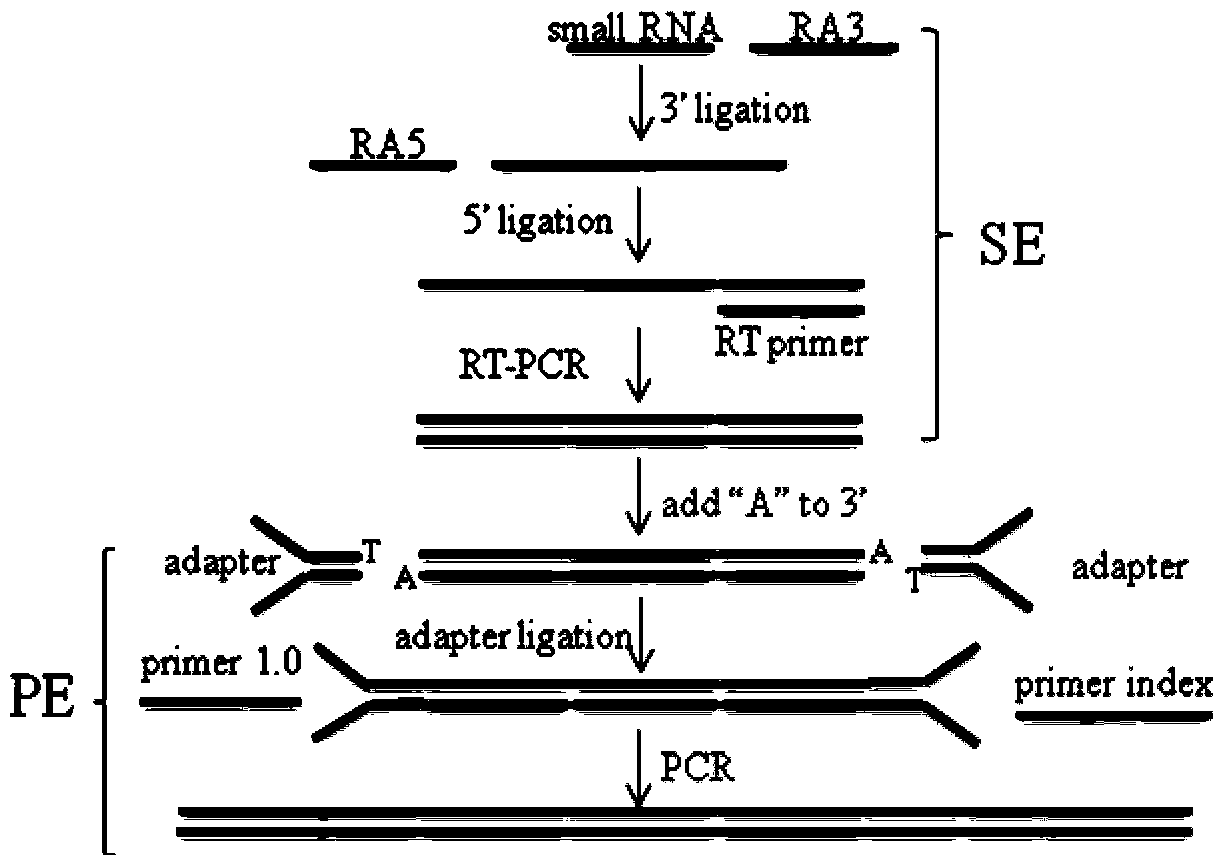 A linker processing method for small RNA next-generation sequencing library construction