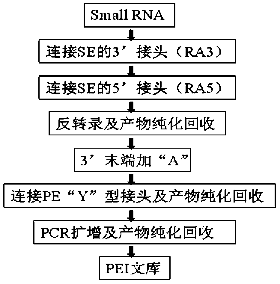 A linker processing method for small RNA next-generation sequencing library construction